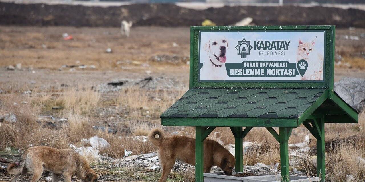 Konya'da 9 yavru köpeğin telef edildiği alana beslenme noktası kuruldu