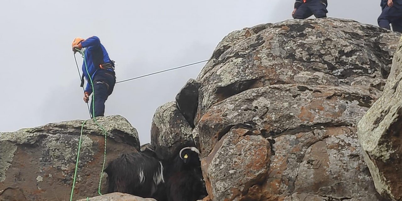 Konya'da AFAD ekipleri sokağa çıkma kısıtlamasında kayalıklara sıkışan keçileri kurtardı