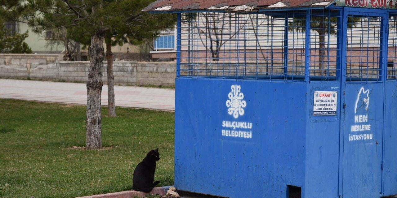 Selçuklu Belediyesi Sokak Hayvanlarını Unutmuyor