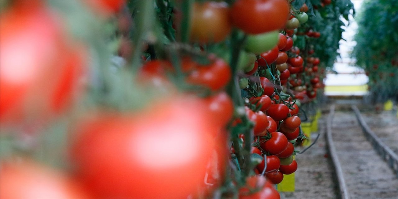 Ege'den yapılan yaş meyve sebze ihracatı 1 milyar doları aşarak rekor kırdı