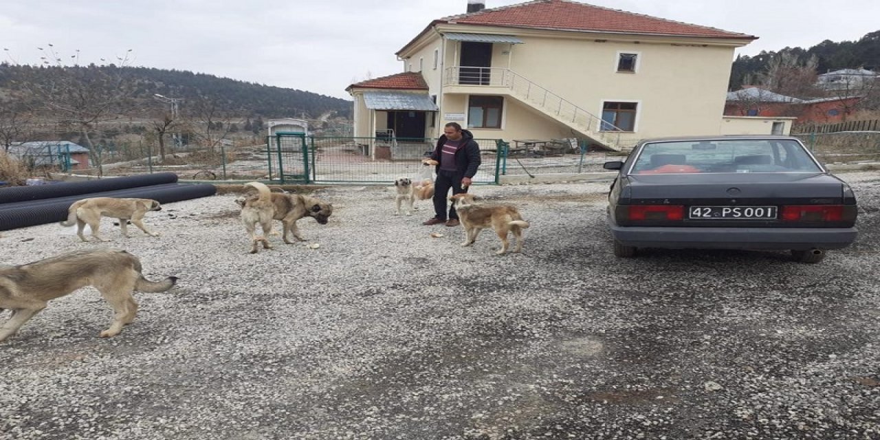 Konya'da  sokak hayvanlarına yiyecek desteği