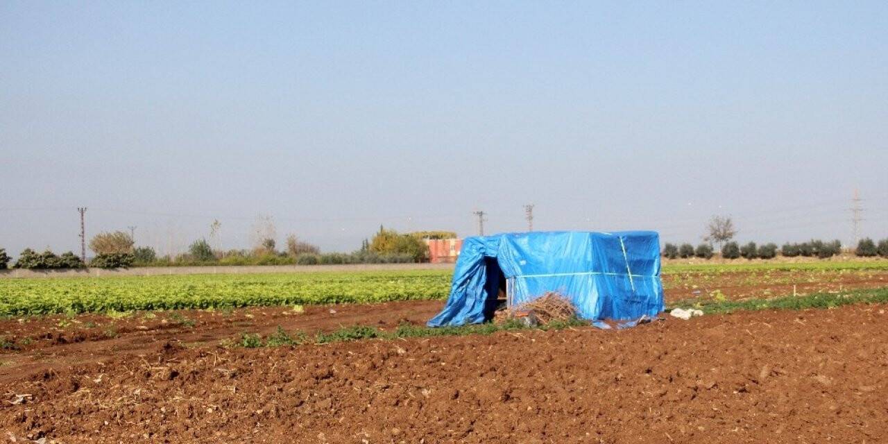 Tarla bekçisinin acı sonu