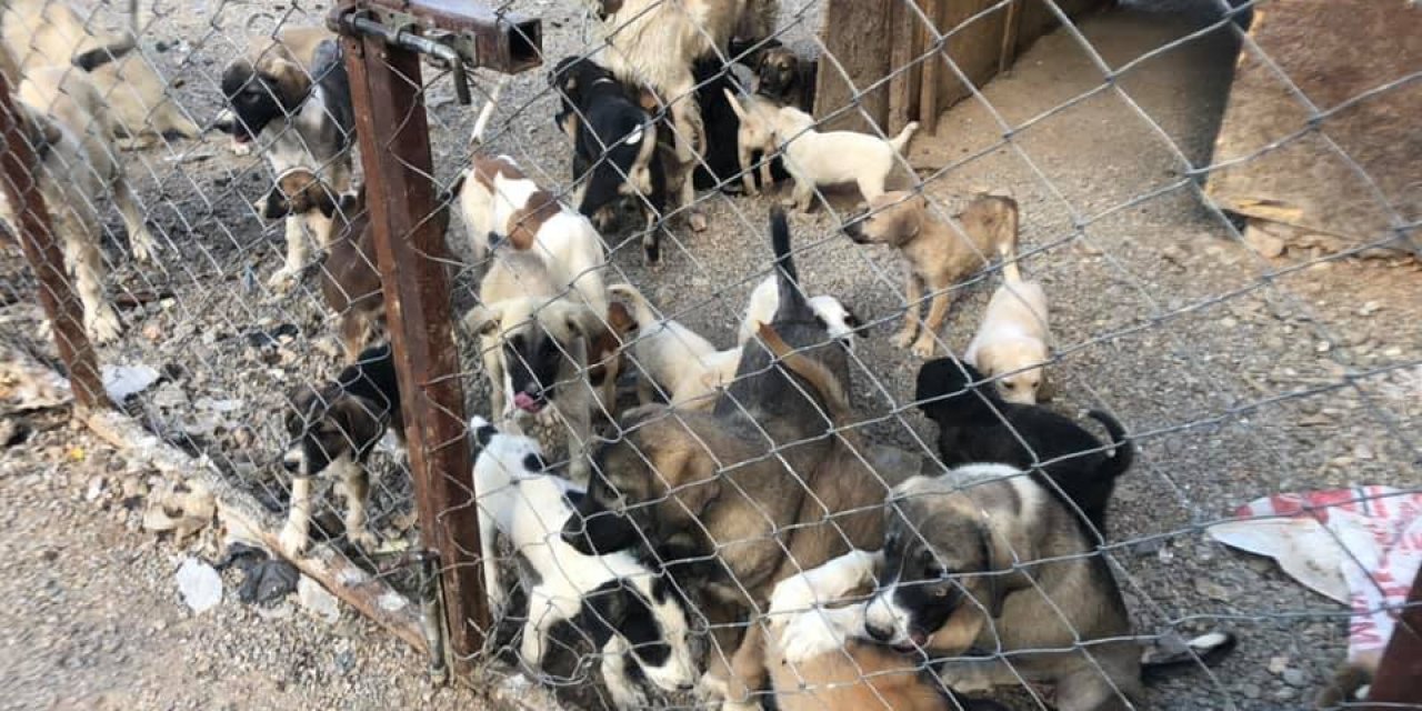 Seydişehir Belediyesinden sokak köpeklerine kısırlaştırma