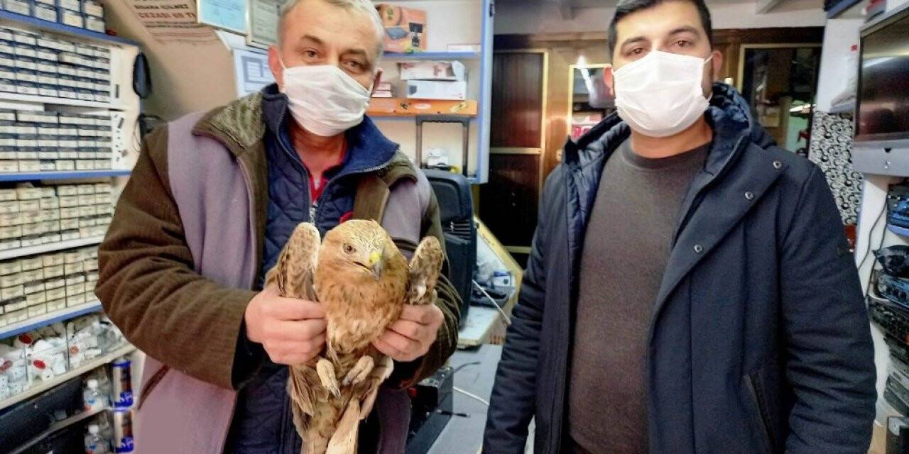 Ereğli’de yaralı şahin tedavi altına alındı