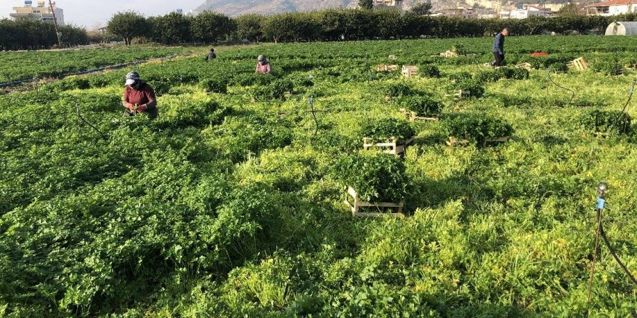 Hatay maydanozuna korona engeli