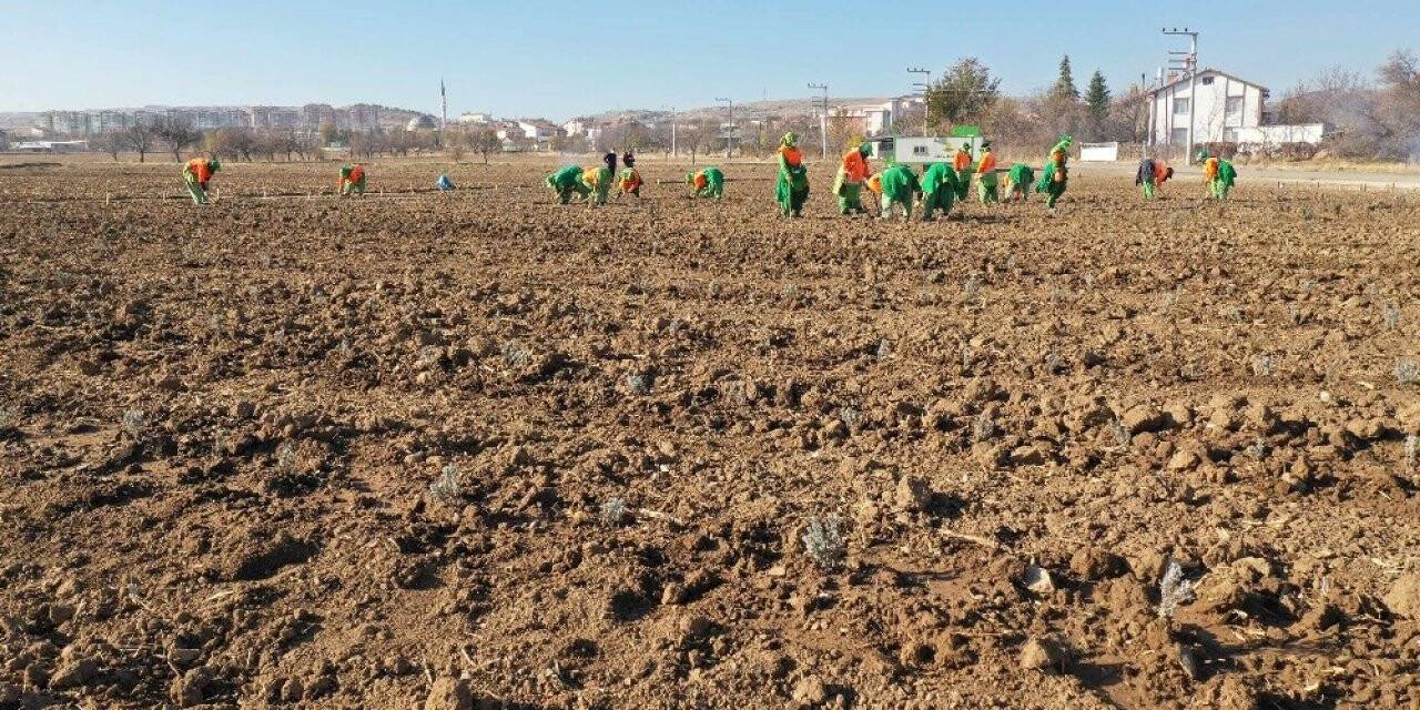 Konya Büyükşehir Belediyesi'nden  tıbbi aromatik bitki bahçesi