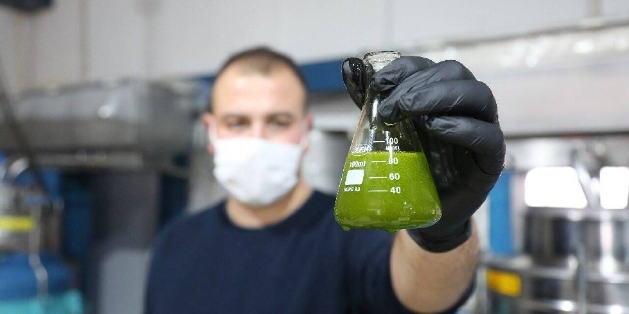 Yeşil altın'ın litresi 250 liradan satılıyor