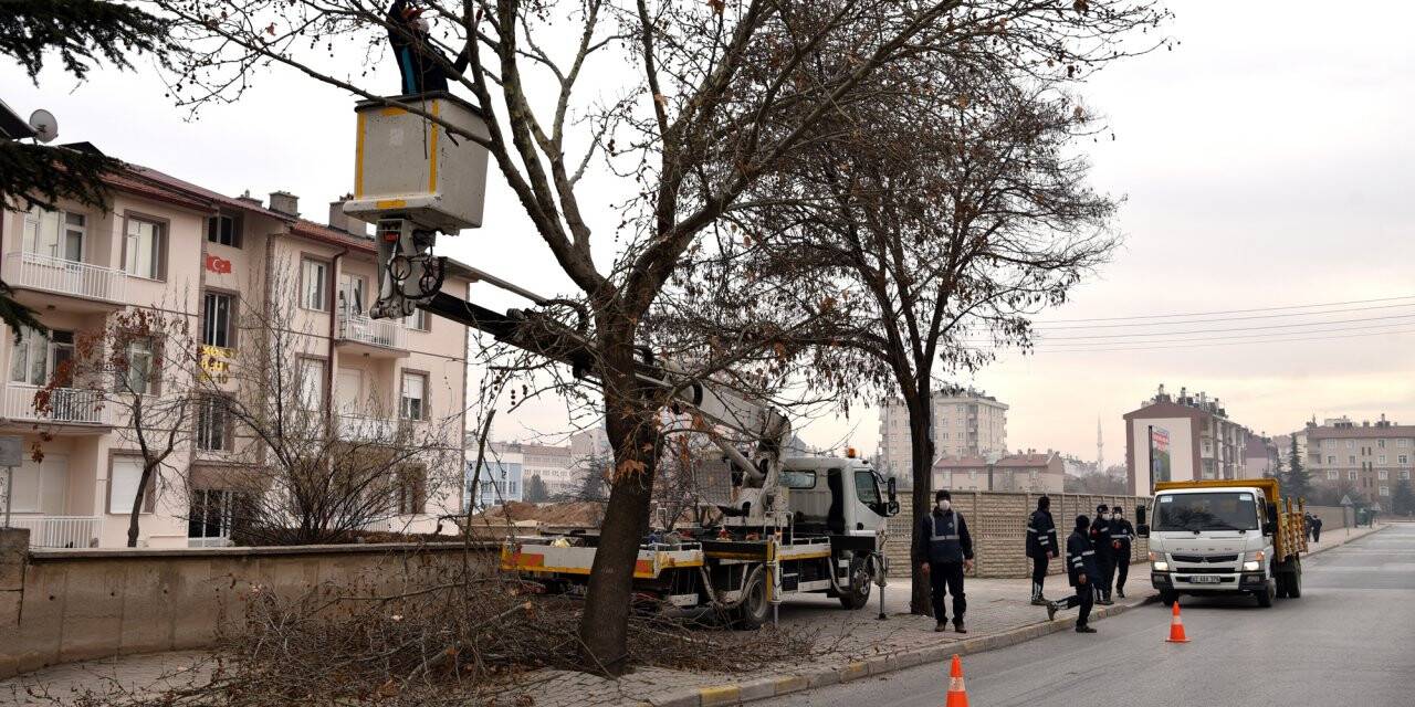 Selçuklu’da Ağaçların Son Bakımları Yapılıyor