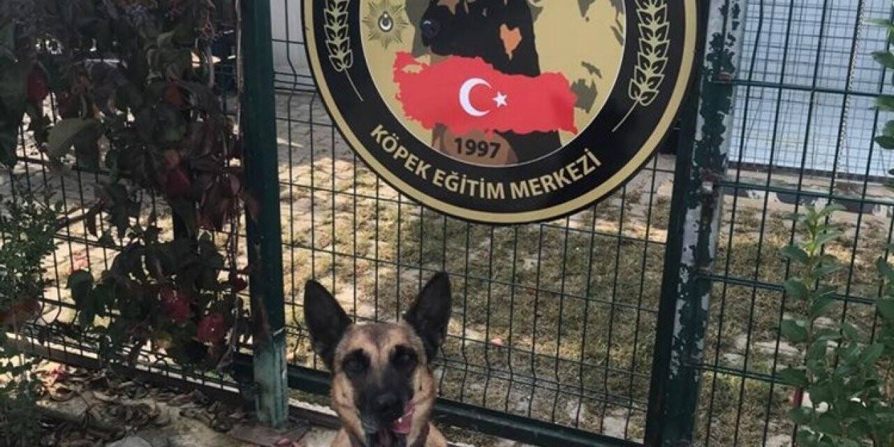 Yılın Narkotik köpeği Muğla’dan ‘Hera’