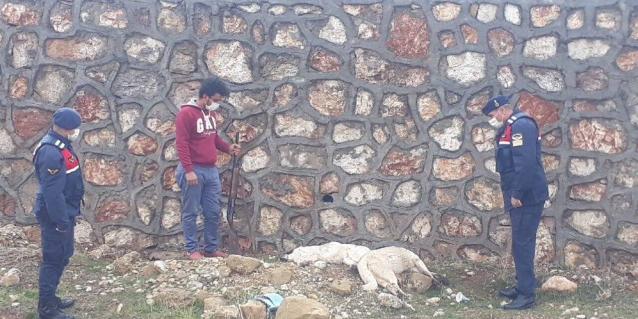 Konya'da av tüfeğiyle sokak köpeklerini öldüren kişi yakalandı
