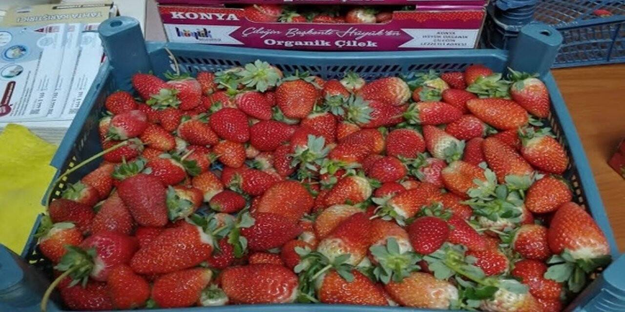 Konya'da Hüyük’ün organik çileği kışın da üretiliyor