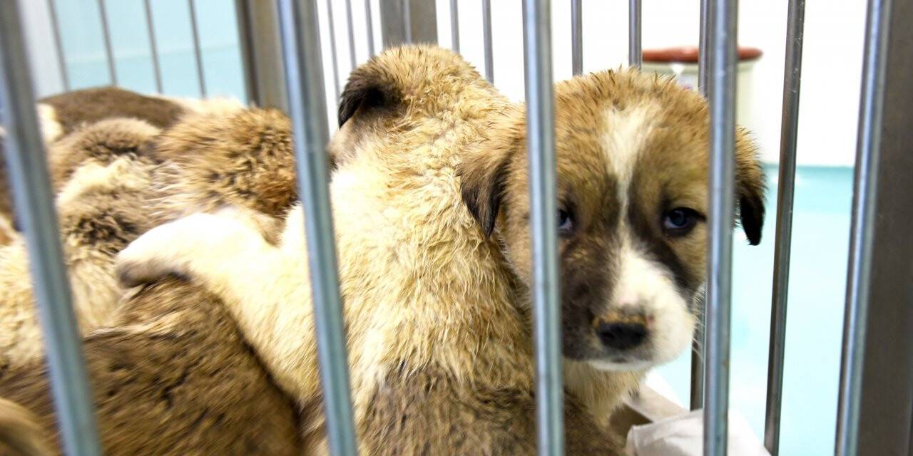 Yavru Köpekler Koruma Altına Alındı