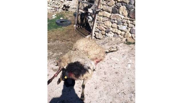 Konya'da 16 koyun telef oldu
