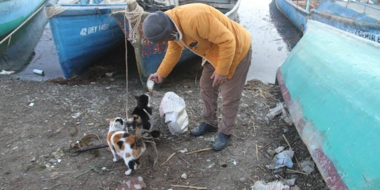 Kediler karınlarını doyurmak için balıkçıların yolunu gözlüyor
