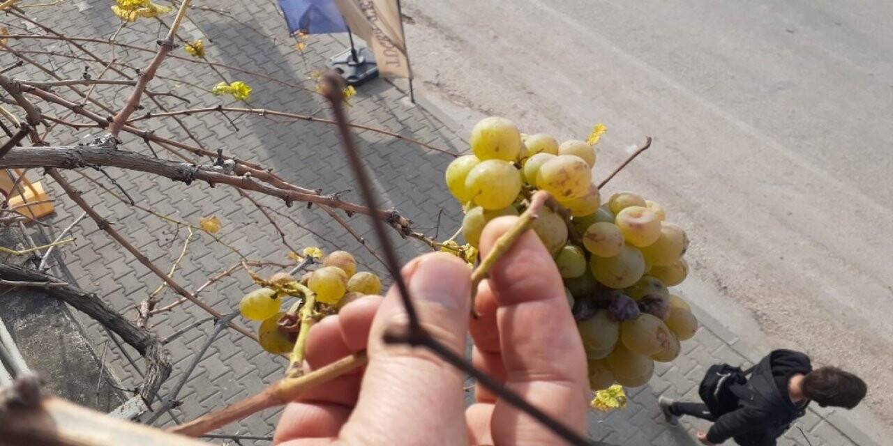 Kış ortasında asma üzüm verdi