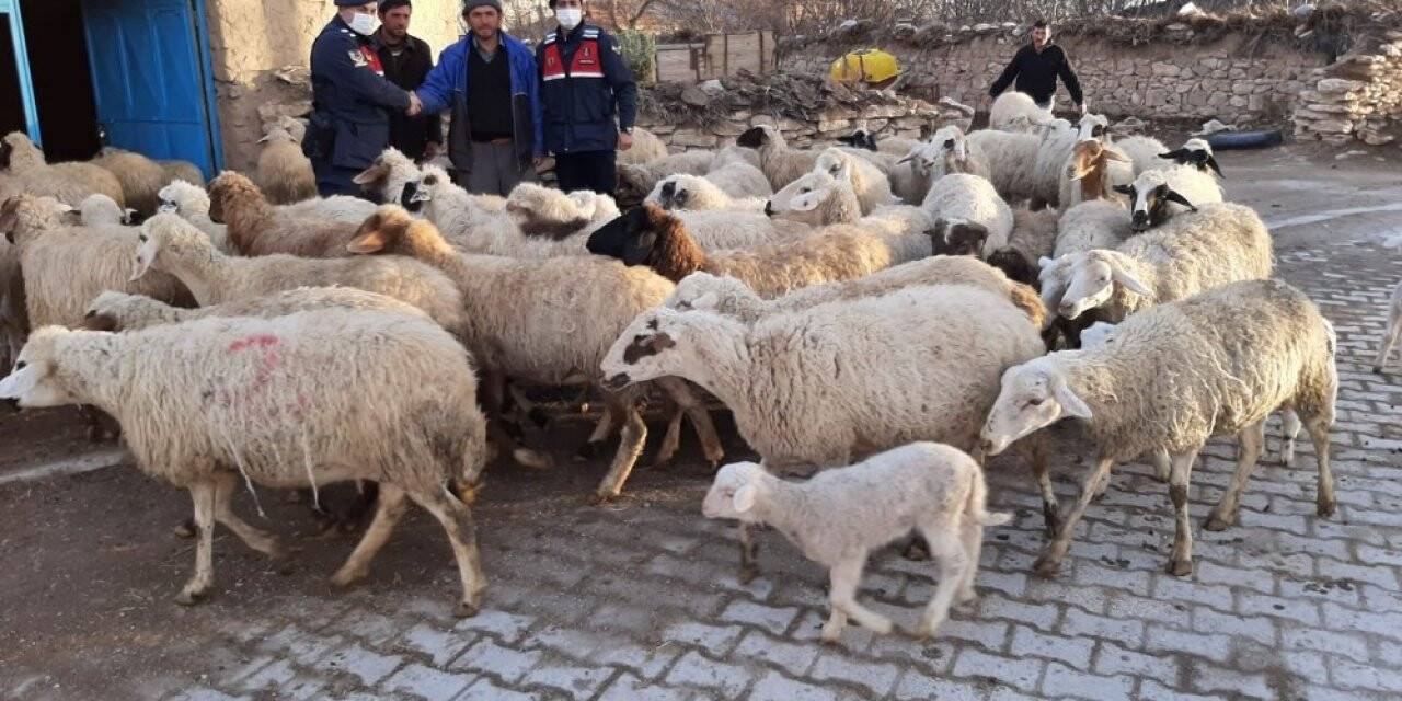 Konya’da çalınan hayvanlar bulunarak sahibine teslim edildi