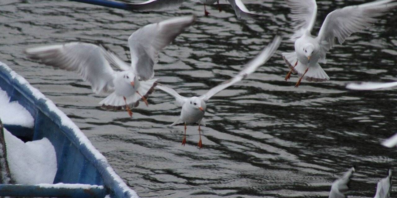 Konya’nın göllerinde su kuşlarının sayımı tamamlandı