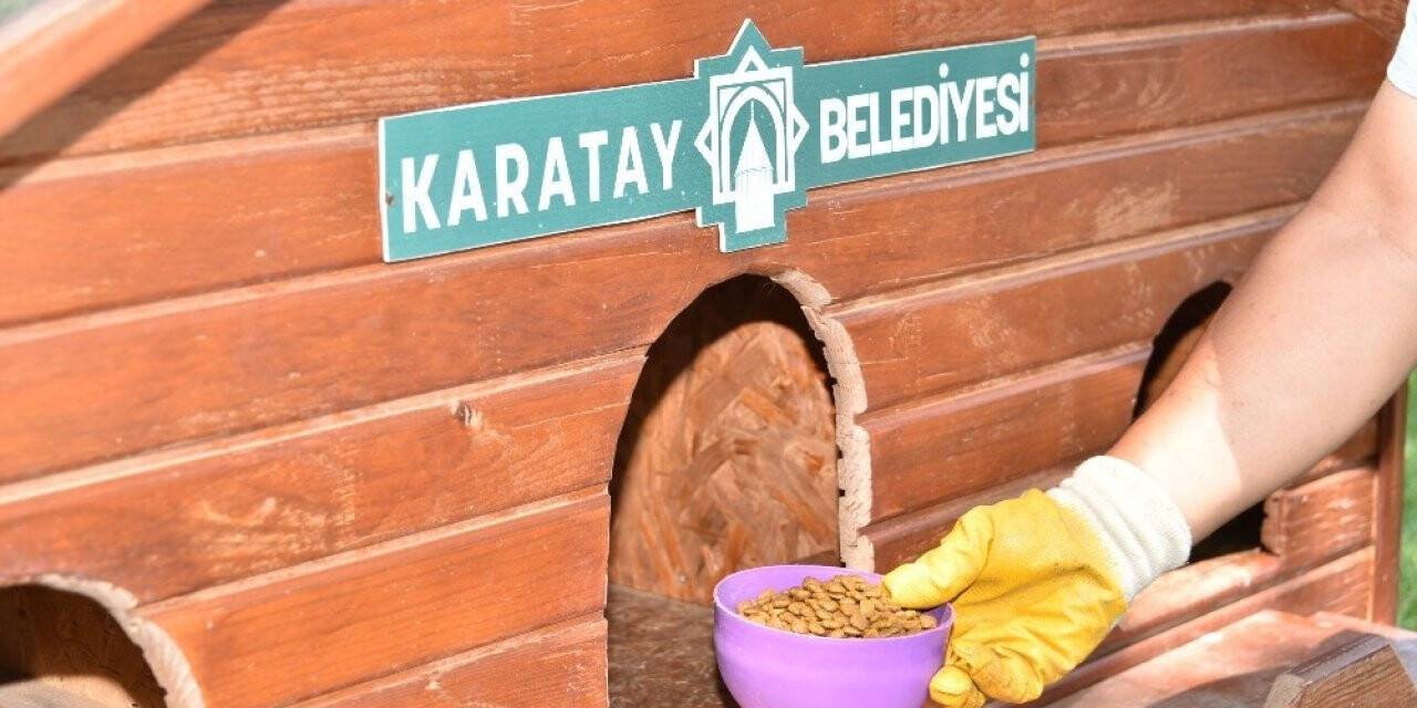 Köpek maması satın alımı