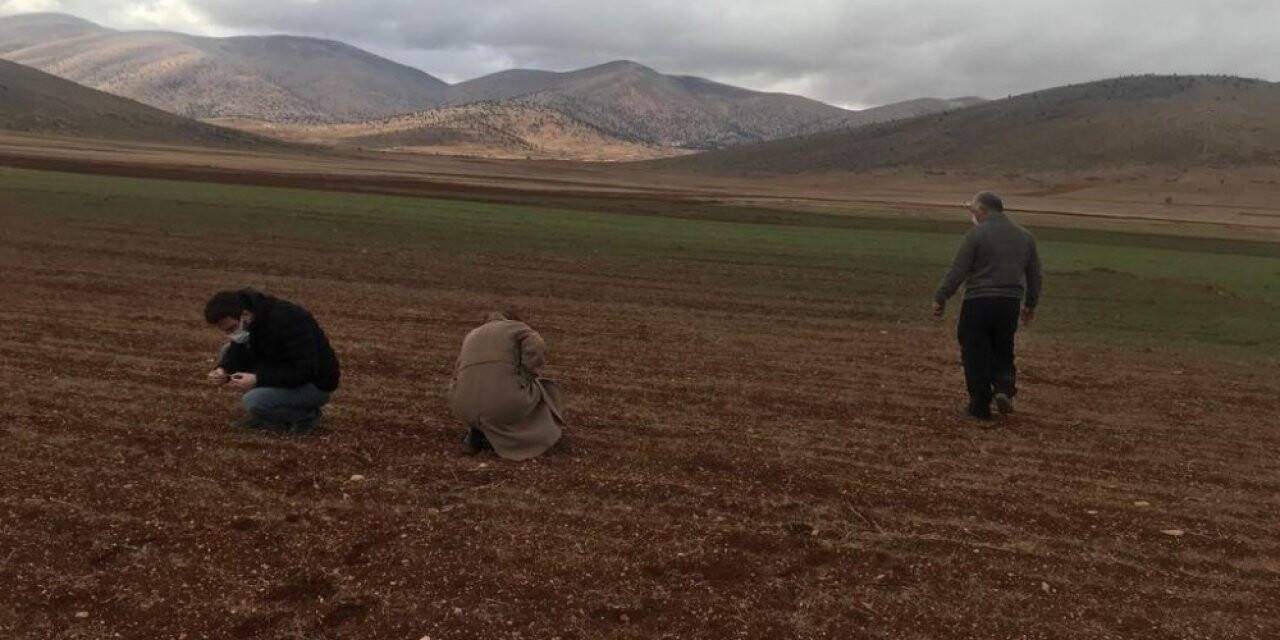 Hububat alanlarında hastalık takibi ve kuraklık incelemesi