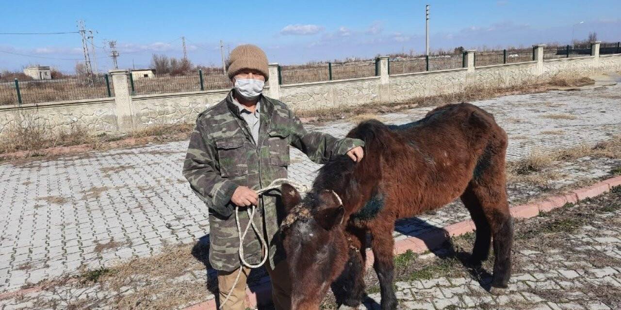 Konya'da tedavi edilen at sahiplendirildi