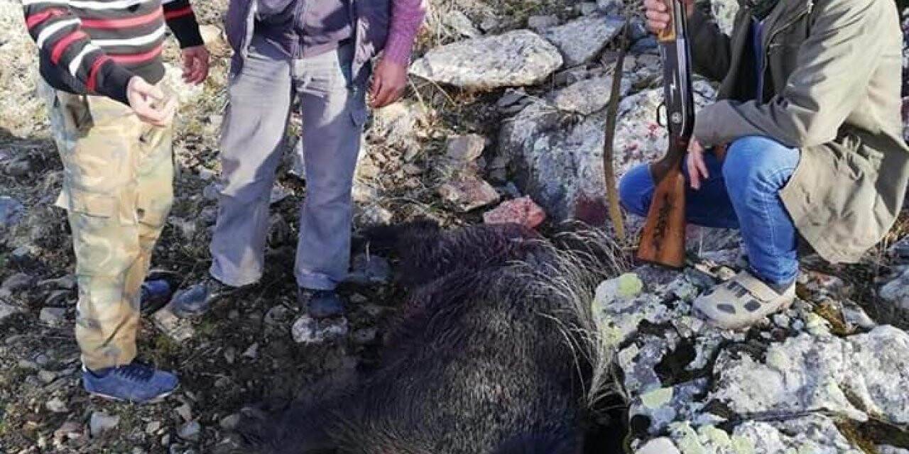 Konya'da tarım arazilerine zarar veren domuzlar öldürüldü