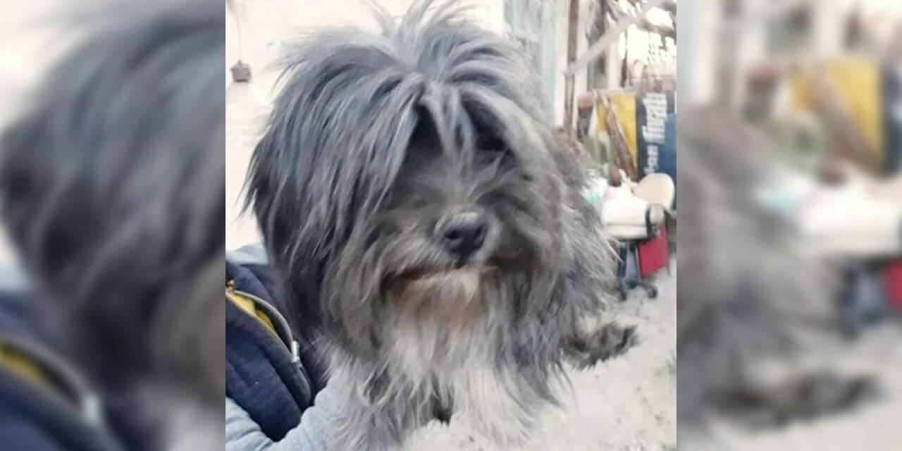 Kayıp köpeğinin bulunmasını istiyor