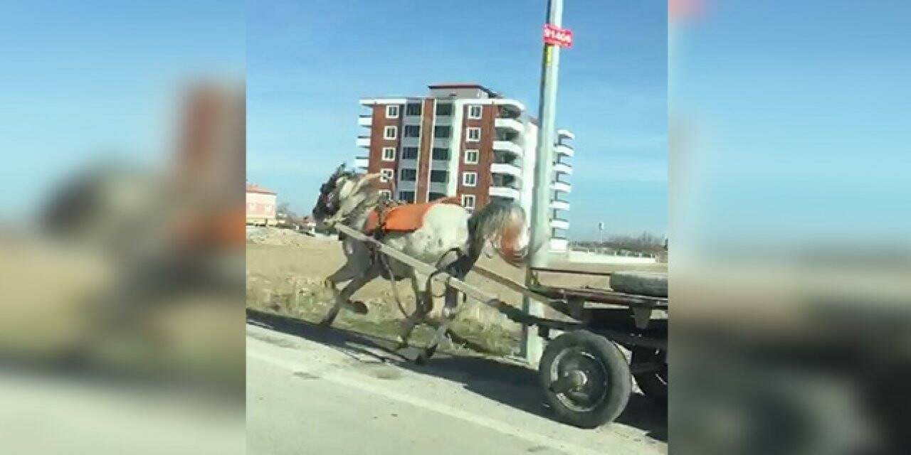Konya’da başıboş at trafikte tehlike saçtı