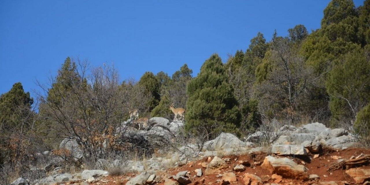 Toroslar’ın dağ keçileri sarp kayalıklarda görüntülendi