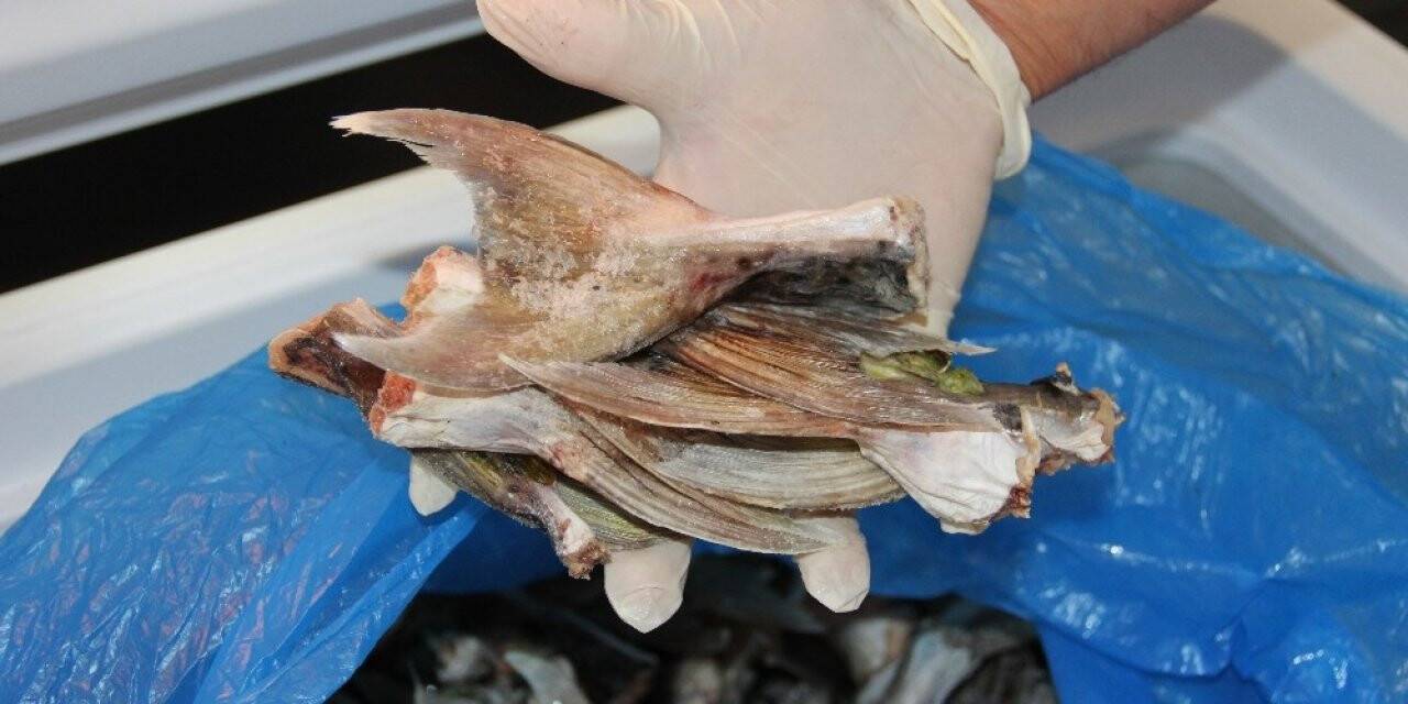 Bu balığın kuyruğu balıkçılara binler kazandırdı