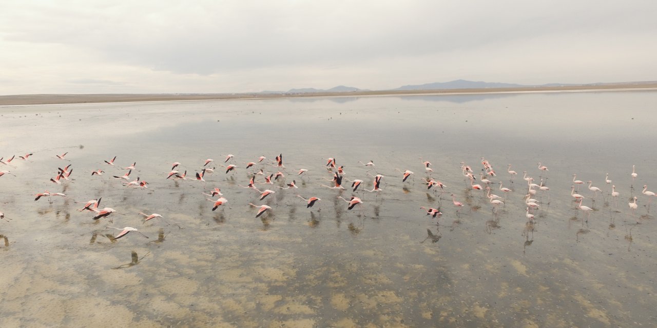 Konya'da Flamingoların erken göçü endişelendirdi!