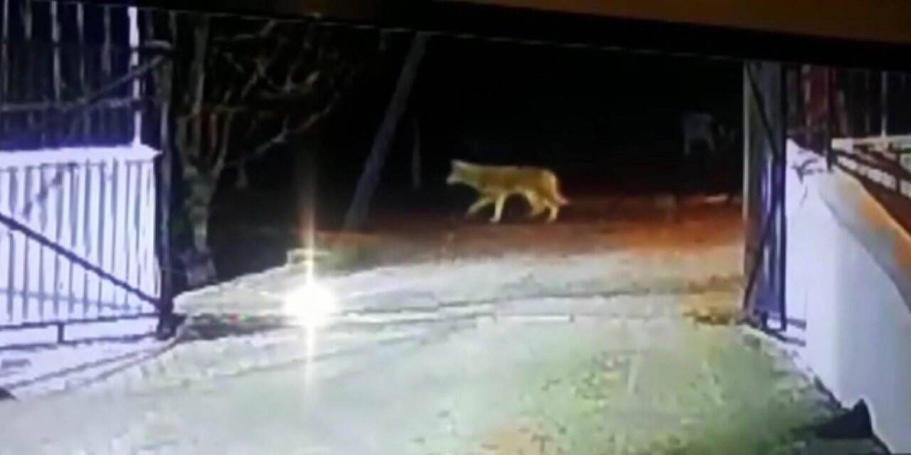 Konya’da aç kalan kurtlar şehre indi