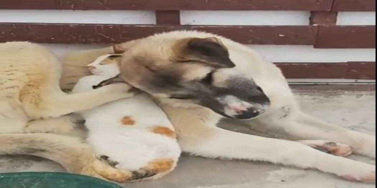 Soğuk hava ezelî düşmanları barıştırdı