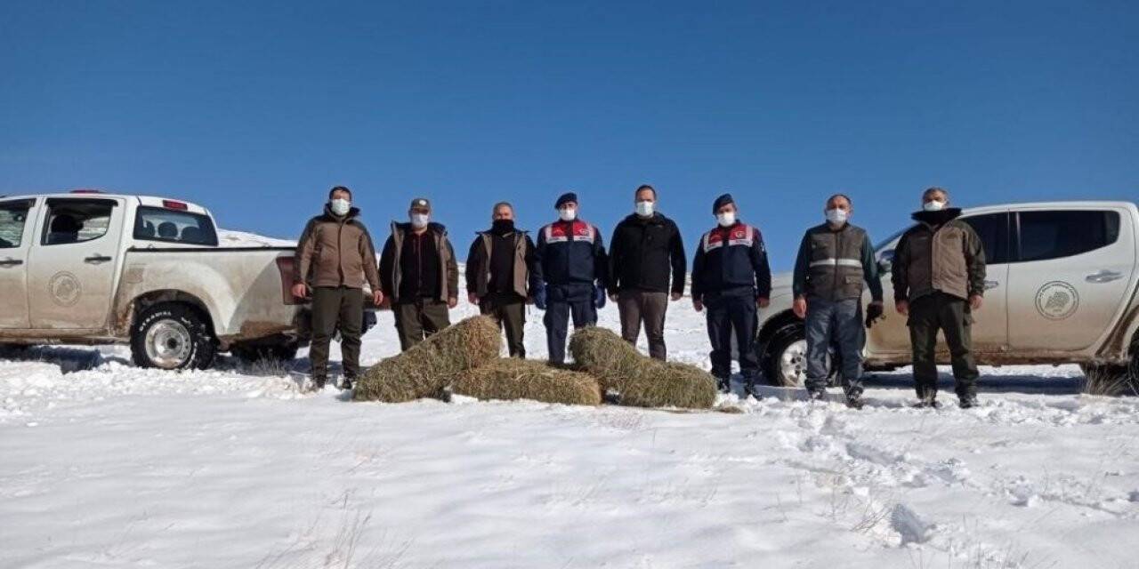Konya'da yaban koyunlarına yem bırakıldı
