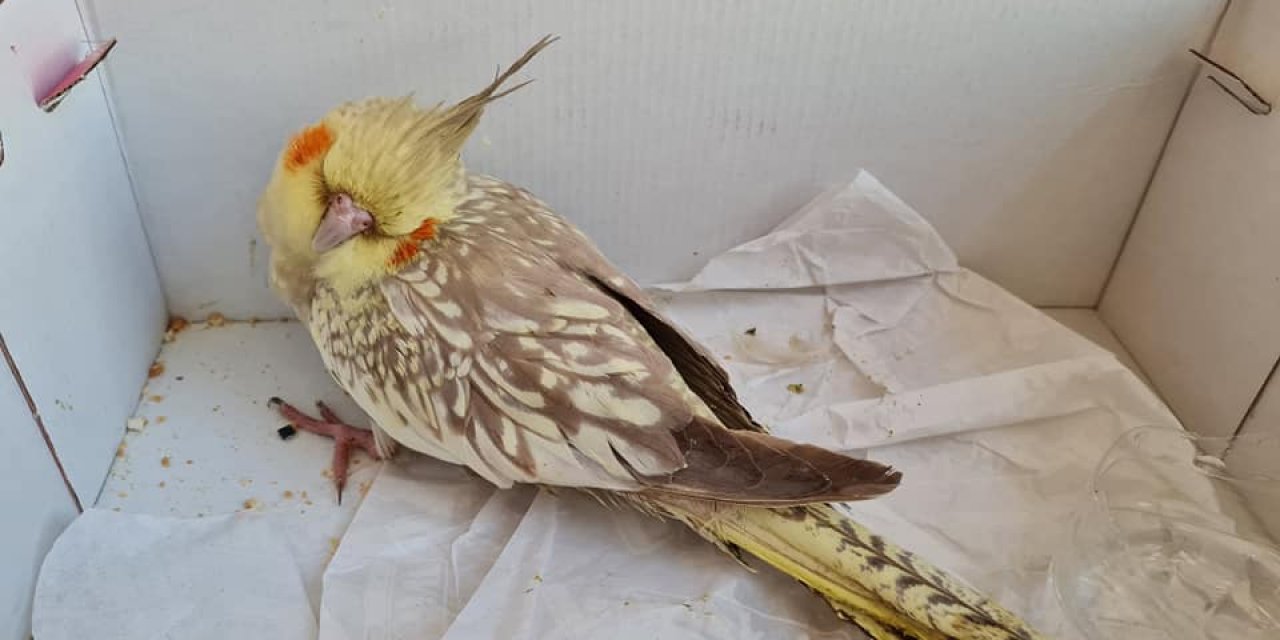 Yaralı bulunan sultan papağanı tedaviye alındı