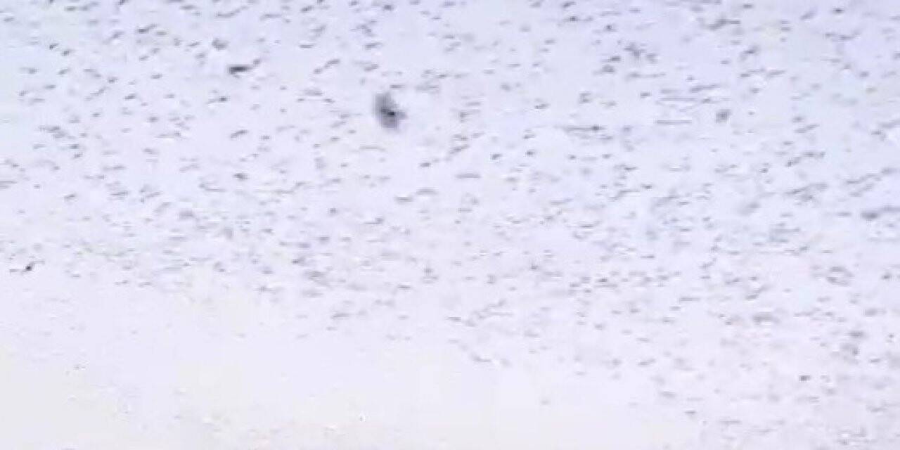 Sığırcıkların dansı hayran bıraktı