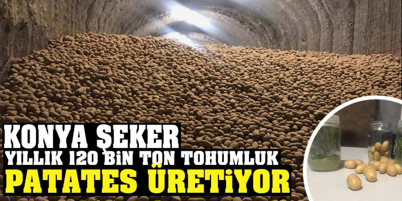 Konya Şeker'de Yıllık 120 bin ton tohumluk patates üretiliyor