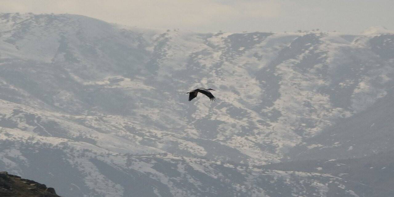 Baharın müjdecisi leylekler erken geldi