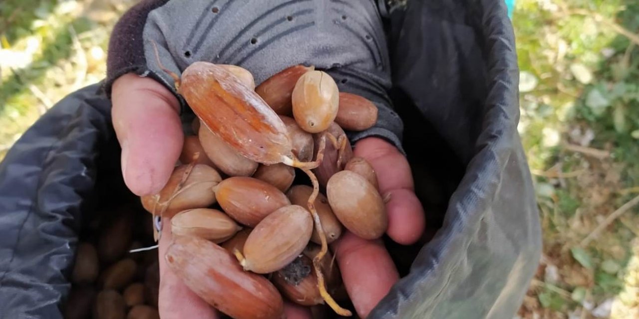 Seydişehir'de Çaltepe'de meşe palamudu ve badem ekildi