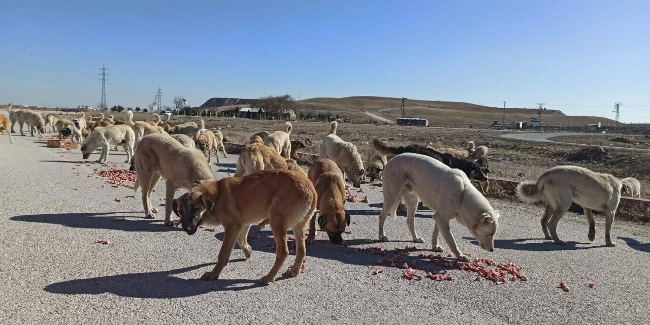KONTİMDER Sokak Hayvanlarını Yalnız Bırakmıyor