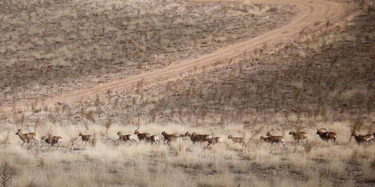 Bozdağ’da Yaban Koyunu Sayısı  700’e Ulaştı