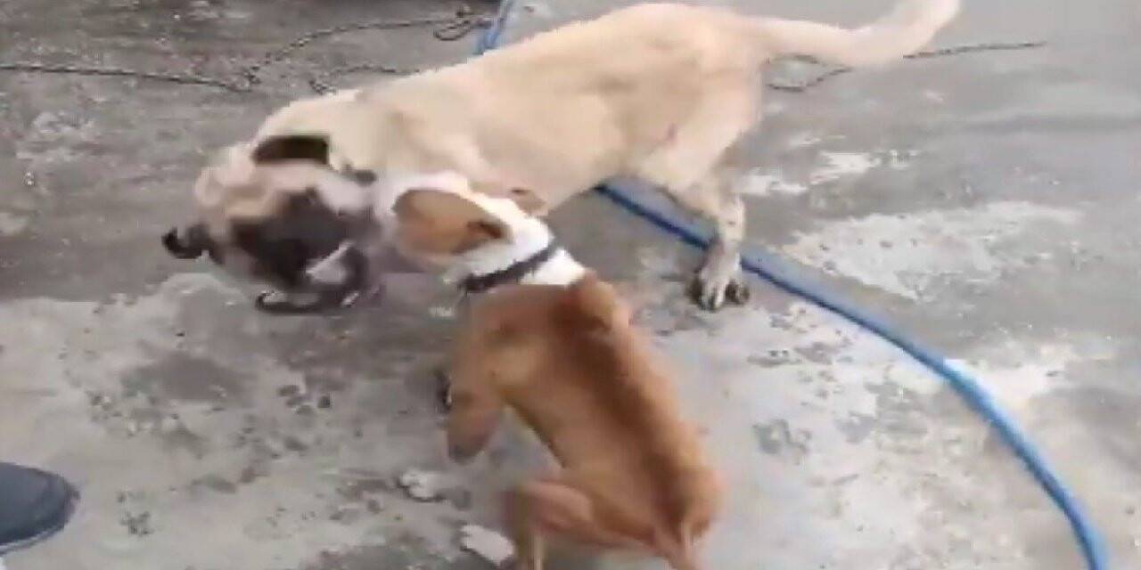 Konya’da köpek dövüşüne ceza!