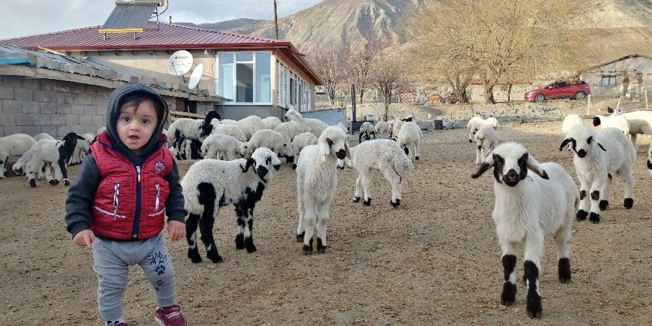 Ana kuzularının oyun keyfi