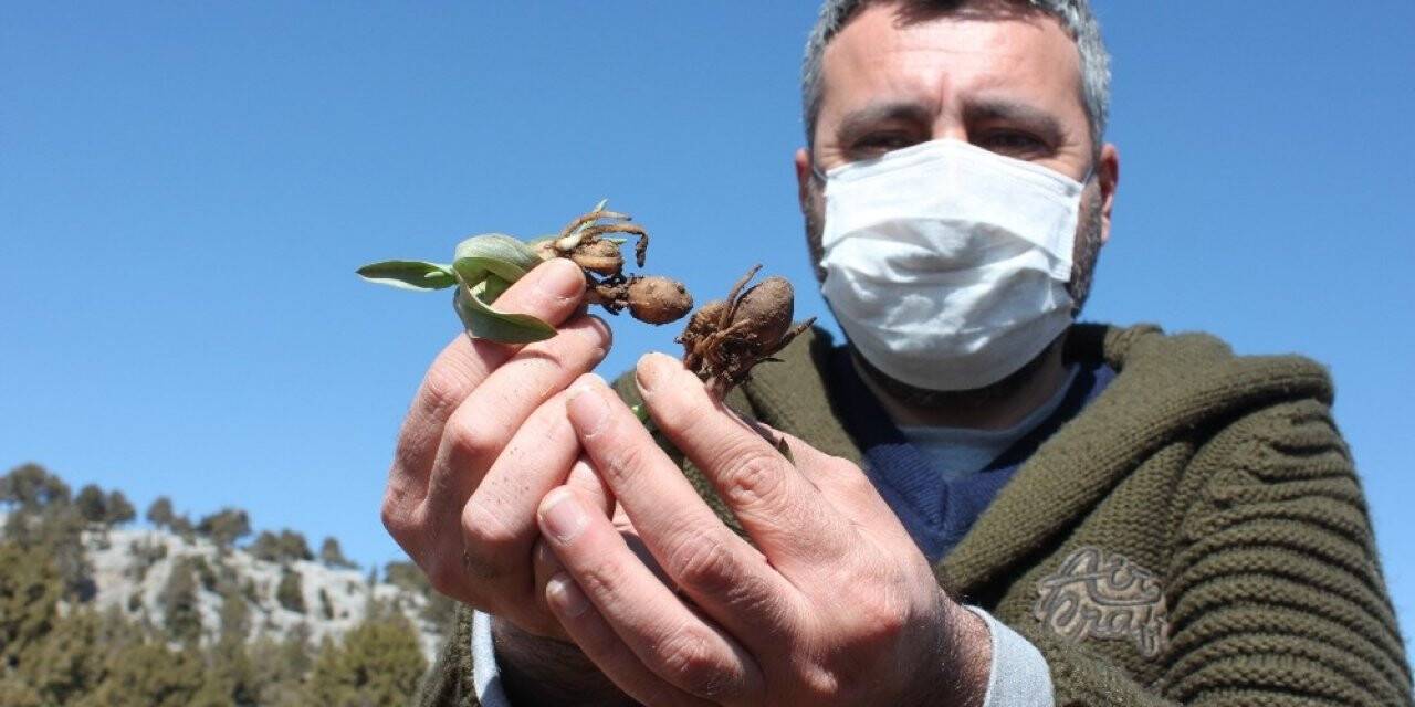 Toroslar’da atıl tarlalar ’beyaz altın’ salep ile ekonomiye kazandırılacak