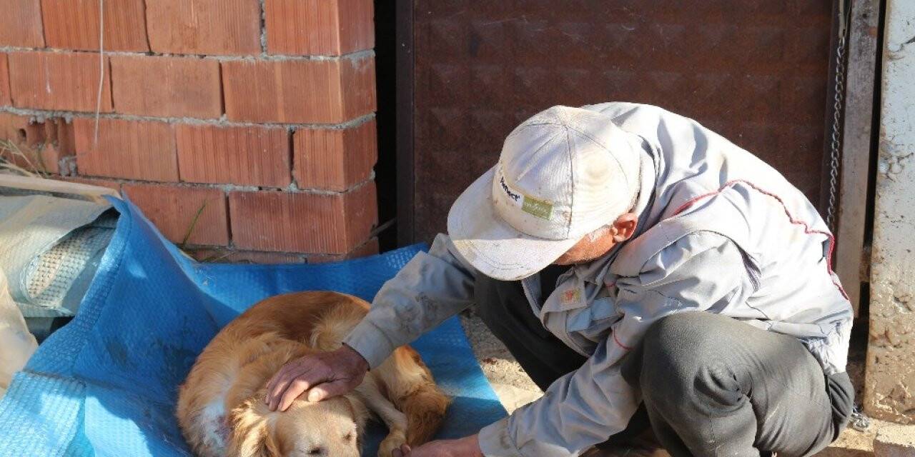 Köpeğinin vurulduğunu veterinere götürünce anladı