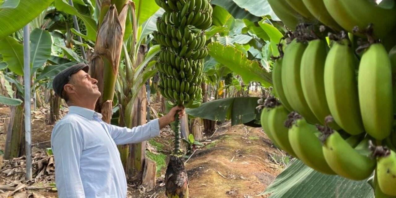 Seradan muzunu 7 TL’ye satan üretici memnun