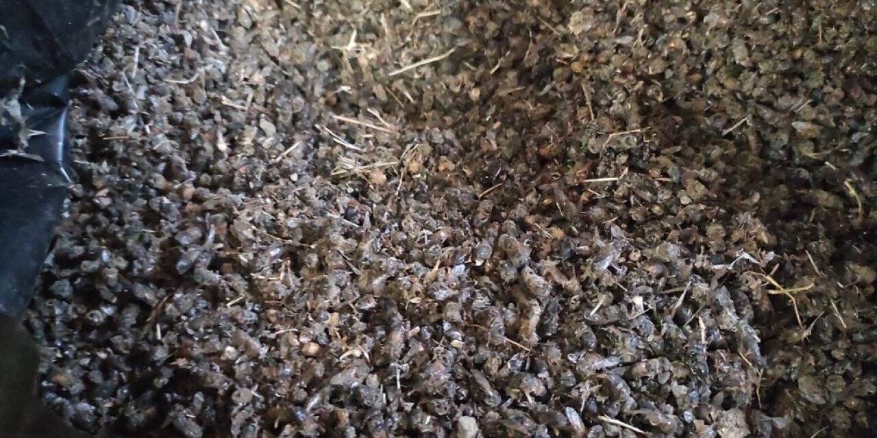 Batman’da binlerce arı telef oldu