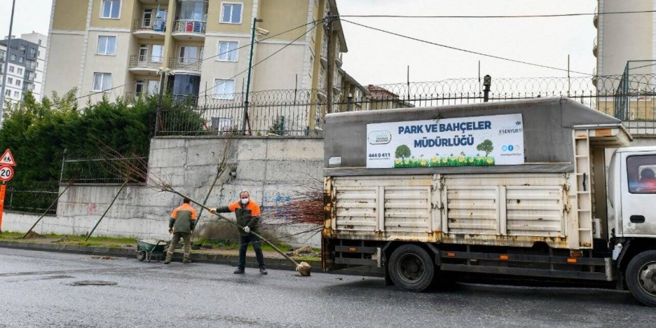 Esenyurt’a ıhlamur ve akasya ağaçları dikildi