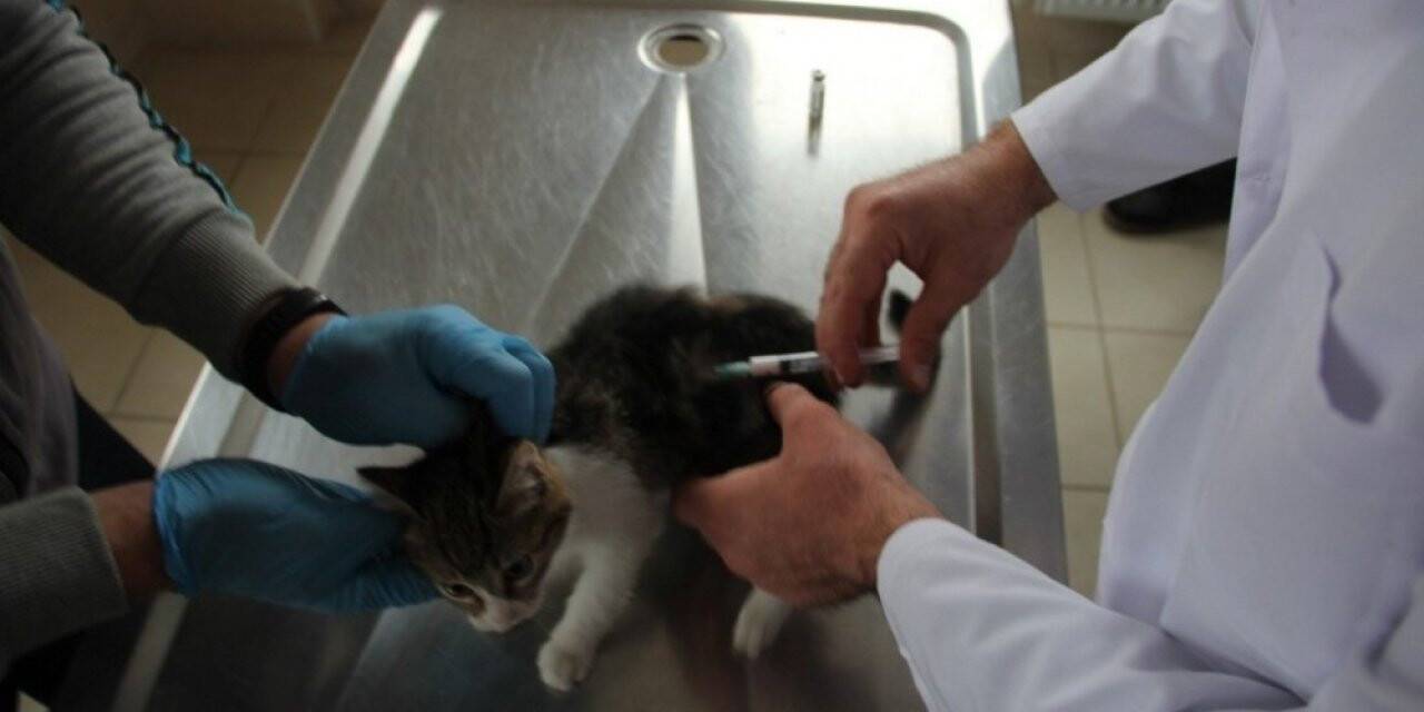 Sahiplenilen hayvanların bir yıllık muayenesi ücretsiz yapılıyor