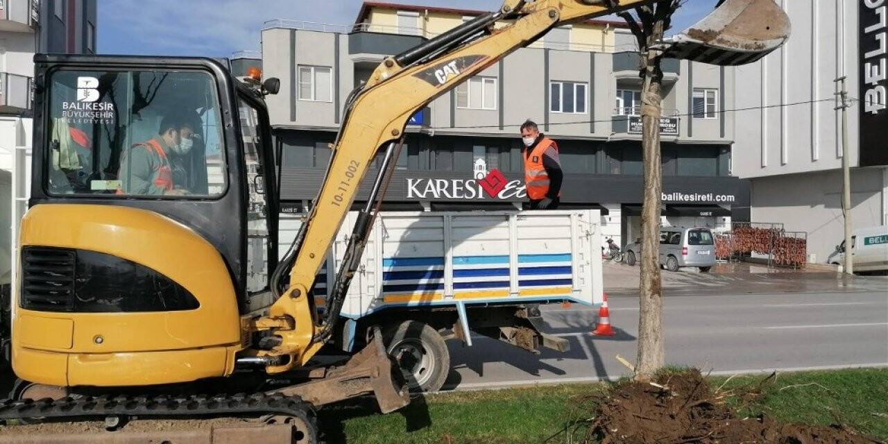 Rüzgar Caddesi’ndeki ağaçlar yenilenecek