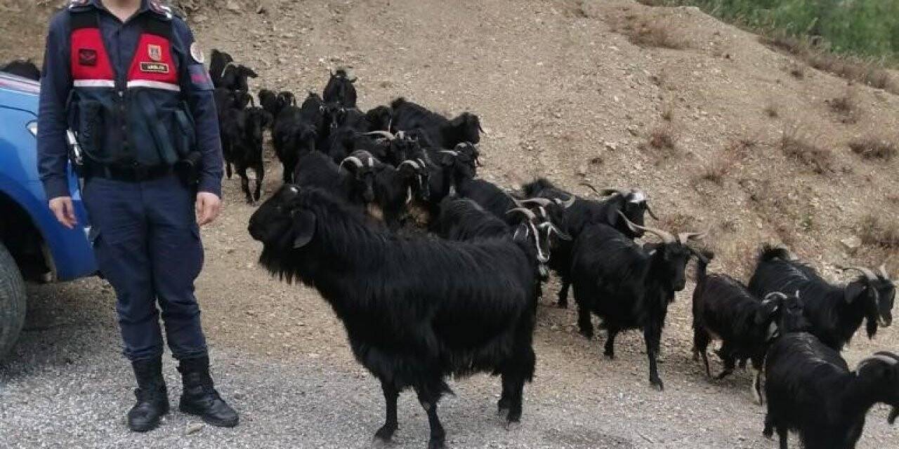 Fatma teyzenin kaybolan keçilerini jandarma buldu